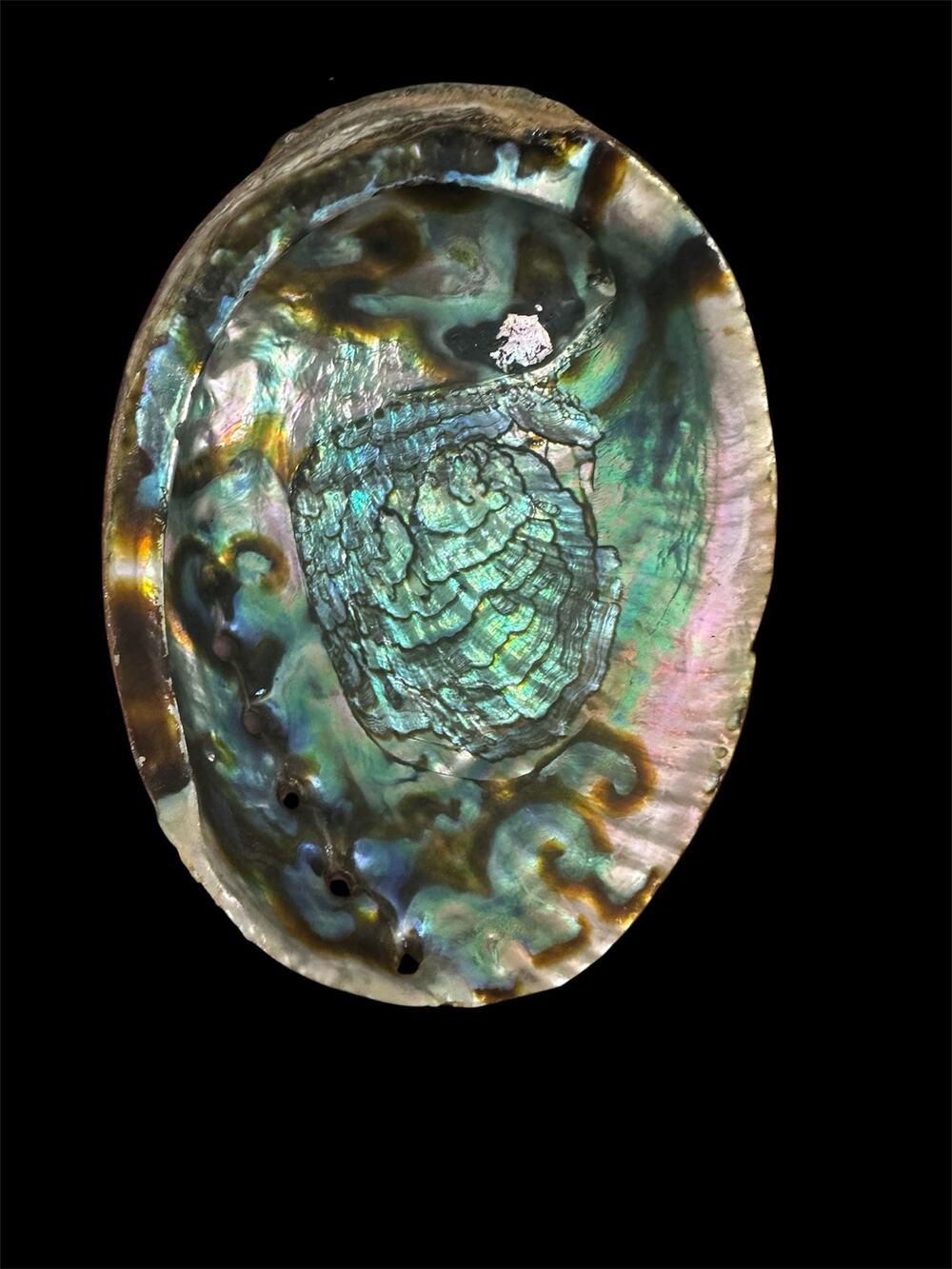 Abalone shell great for decoration, jewelry making, smudging, incense